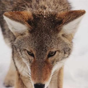 Panchmeva (Dry Fruits Set)