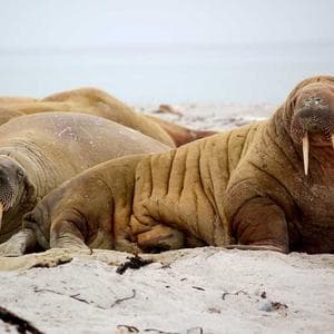 Flower for Pooja Bundle